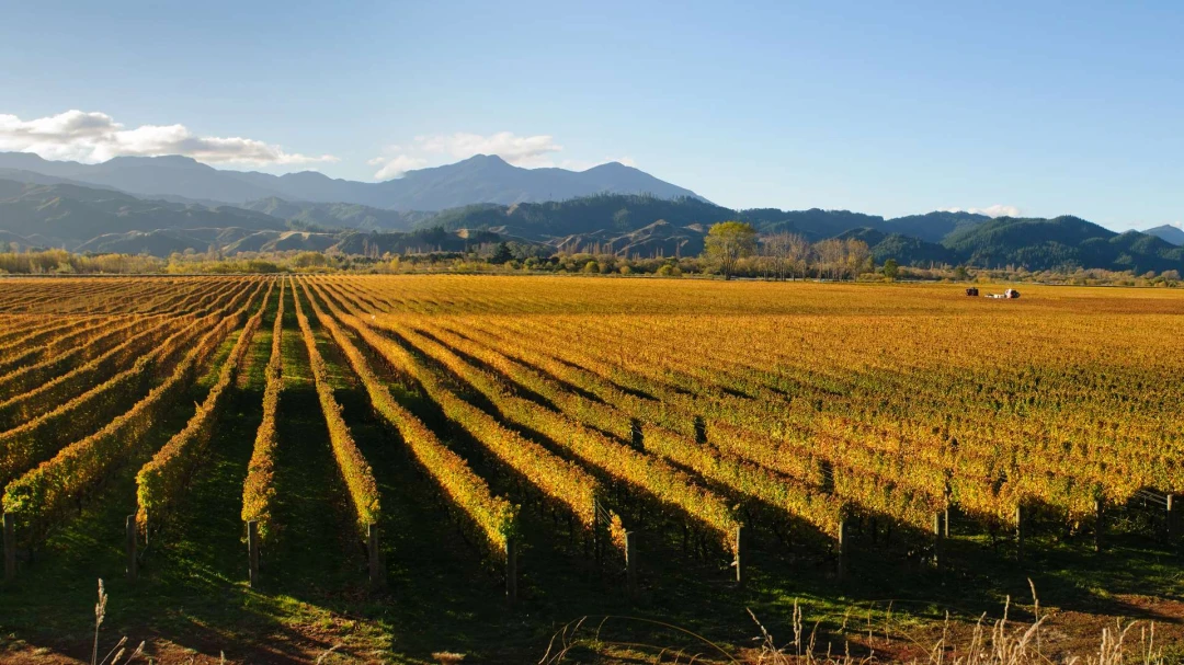 Top Wine Regions to Explore This Winter